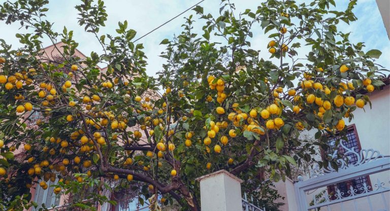 Citronnier aux fruits jaunes dans un jardin urbain