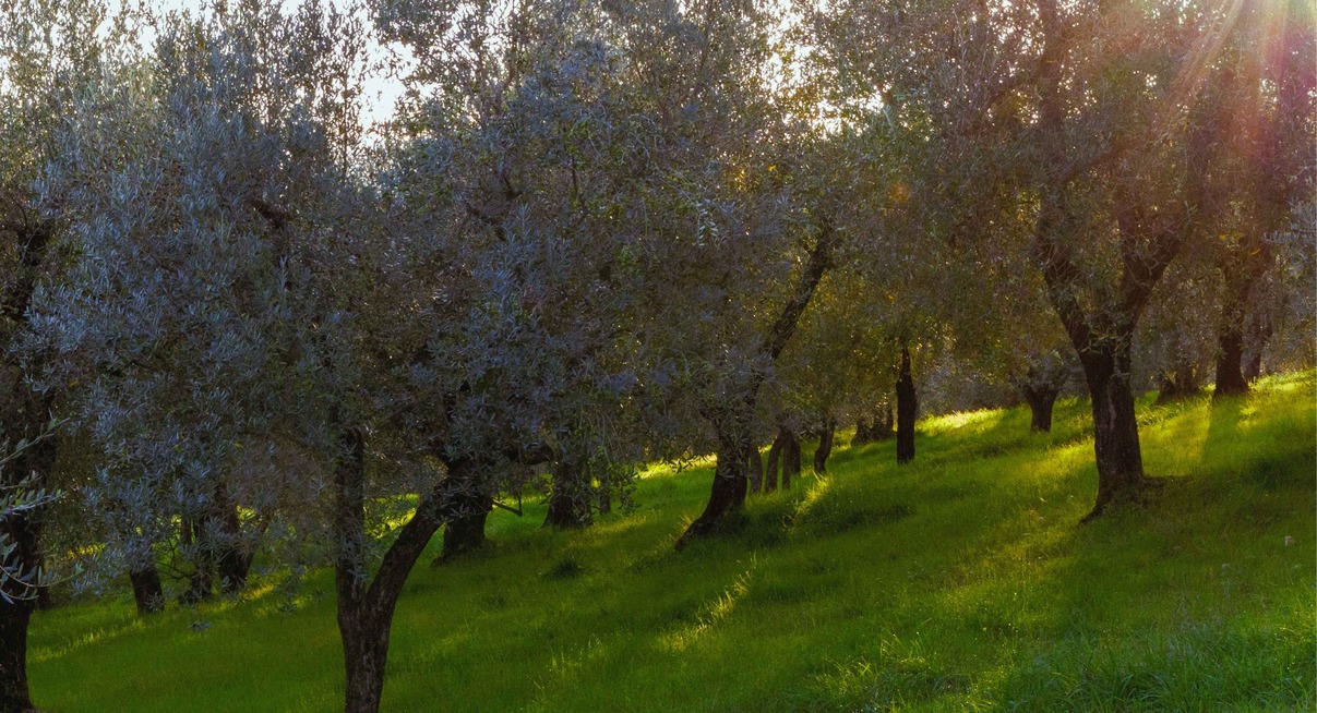 Oliveraie baignée de lumière dorée avec feuillage vert olive