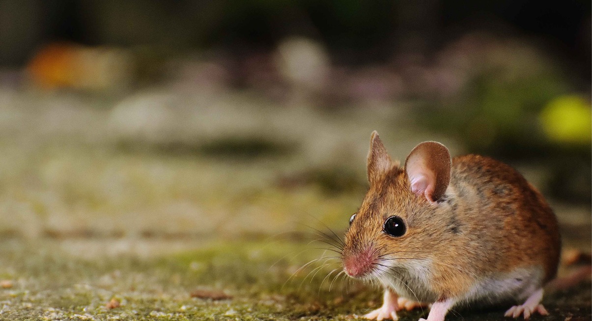 Souris sauvage sur le sol regardant vers l'avant