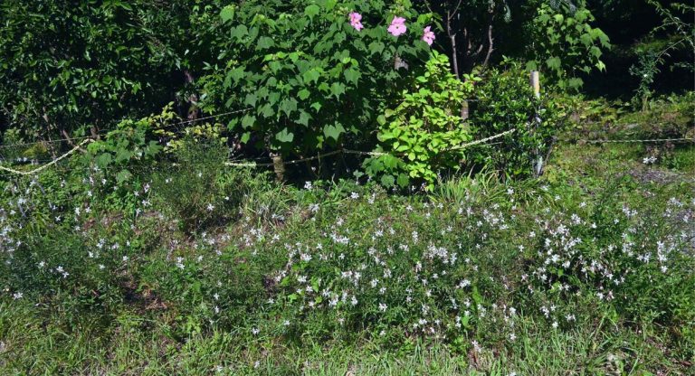 Fleurs de gaura blanches en fleur dans un jardin