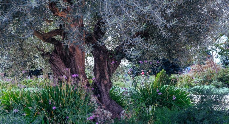Gros plan sur texture de bois foncé avec grain naturel visible
