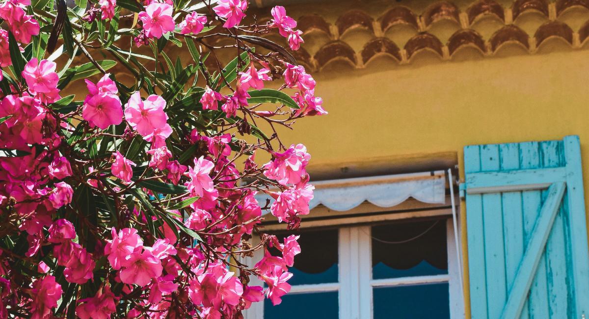 Volet en bois peint en bleu provencal sur une facade ocre avec des fleurs roses
