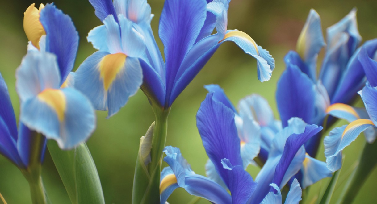 Gros plan sur des fleurs d'iris bleu indigo dans un jardin
